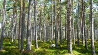 les forest-272595 960 720